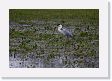 04-024 * White-necked Heron, also called Cocoi * White-necked Heron, also called Cocoi
